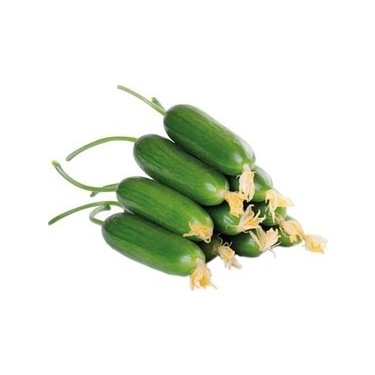 Salatalık Çıtır